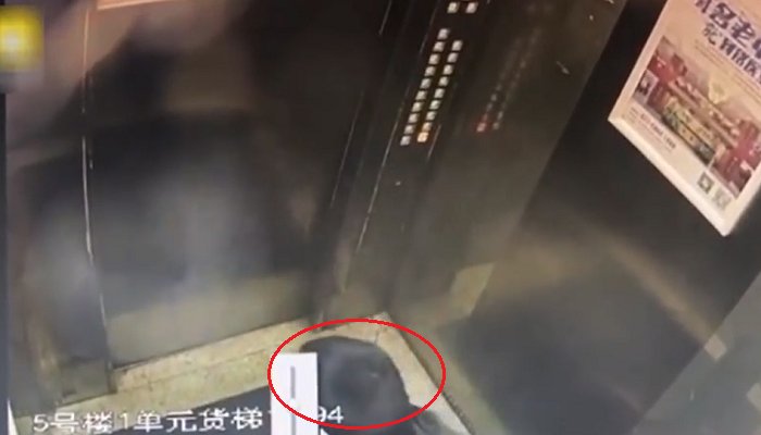 Vídeo do Youtube '熊 孩子 冲 电梯 按键 便, 结果 悲剧 了'