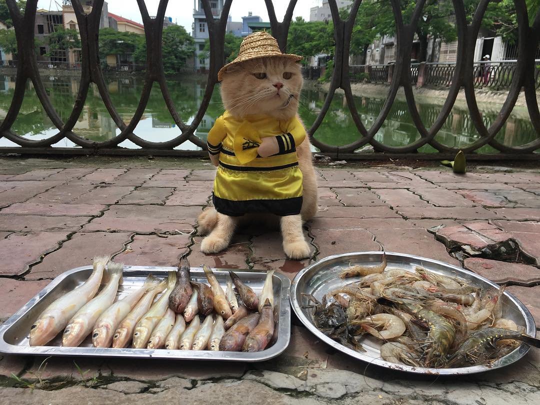 180306 202.jpg?resize=412,232 - 貓皇帝微服出巡，在越南市場幫貓奴賣魚不屑眼神超可愛