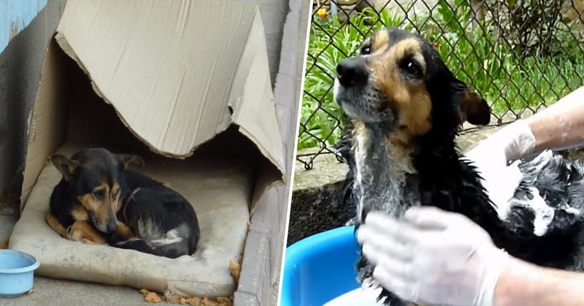 1ec8db8eb84ac 35.jpg?resize=1200,630 - Cachorro de rua que vivia em uma caixa de papelão sofre transformação surpreendente após ser resgatado