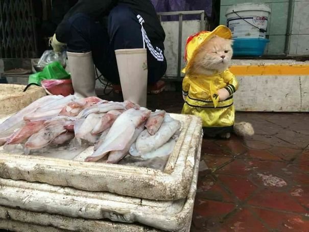 Le Quoc Phong