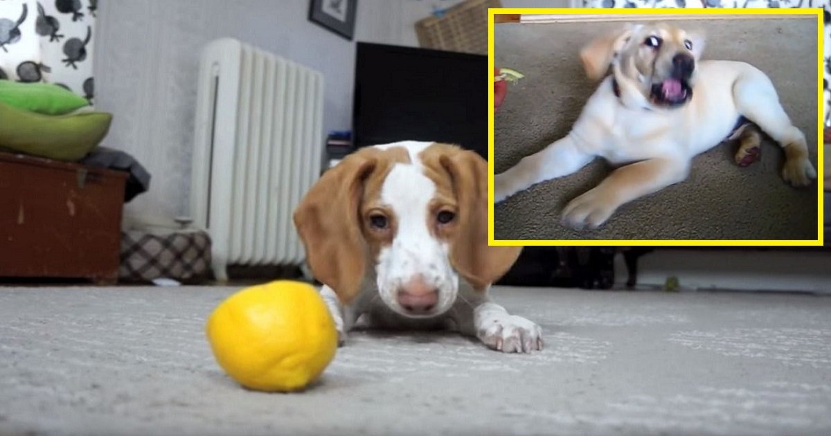 6gbml.jpeg?resize=1200,630 - A imbatível luta entre um cachorrinho e um limão, escolha o vencedor!