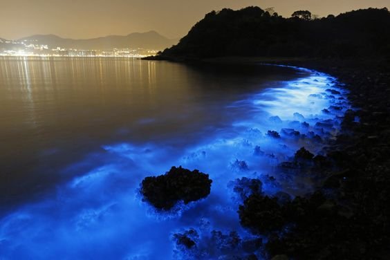 A bloom of Noctiluca scintillans, a large, green marine dinoflagellate that exhibits bioluminescence when disturbed, shows an eerie glow along the seashore in Hong Kong.