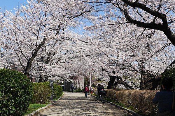 東京おすすめお花見スポット10選まとめ Hachibachi 東京おすすめお花見スポット10選まとめ Hachibachi