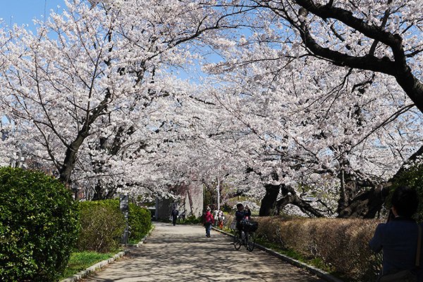 皇居外苑 お花見에 대한 이미지 검색결과