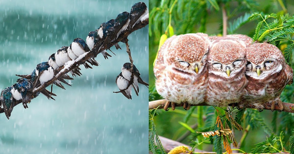 birdwarmth.jpg?resize=412,232 - Ces photos d'oiseaux qui nichent ensemble pour se réchauffer vont vous réconforter!