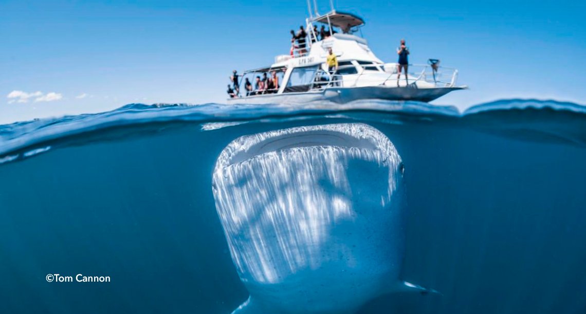 cover 4balle.png?resize=1200,630 - Un fotógrafo capturó al tiburón más grande del mundo con su cámara