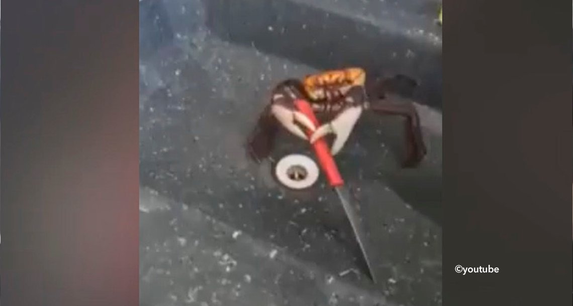 cover 4cangre.png?resize=1200,630 - Valiente cangrejo lucha por su vida defendiéndose con un cuchillo