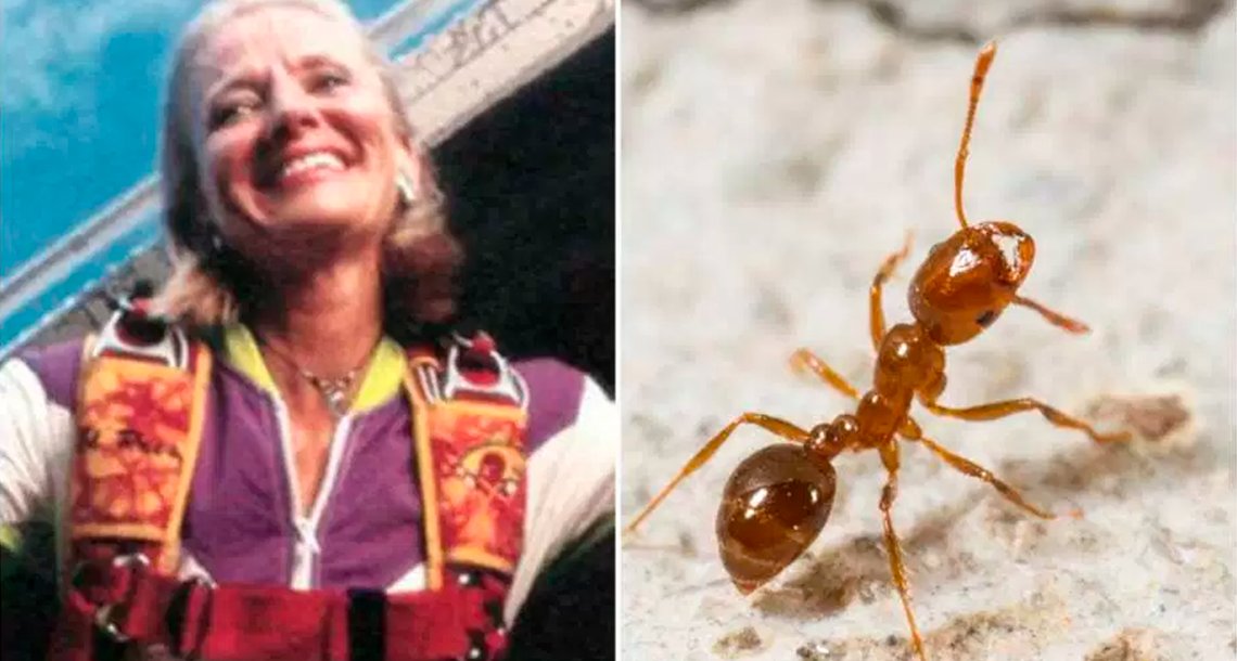 cover 4hom.png?resize=412,232 - Una paracaidista sobrevivió a una caída de 4.500 metros gracias a las hormigas