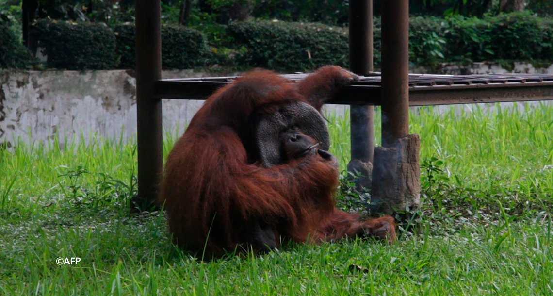 cover 4mono.png?resize=1200,630 - Indignación por el video de un orangután fumando en un Zoológico