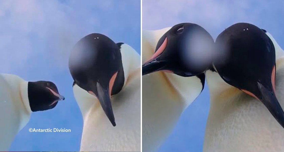 cover 4pingi.png?resize=1200,630 - Dos pingüinos en Antartida hacen un "video-selfie" y es viral en todo el mundo