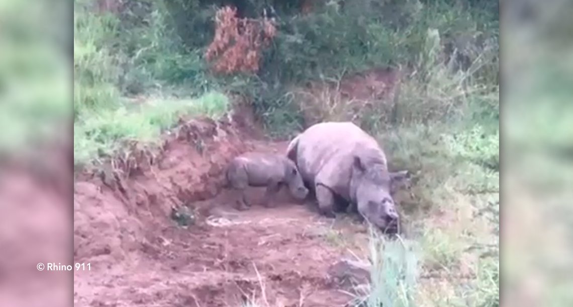 cover 4rinno.png?resize=1200,630 - Impactante video de una pequeña rinoceronte amamantándose de su madre mutilada por cazadores furtivos