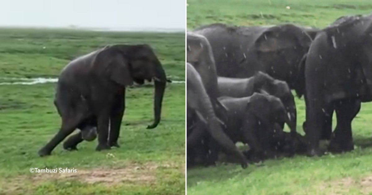 cover22elef.jpg?resize=1200,630 - Turista logró filmar a un elefante dar a luz durante un safari