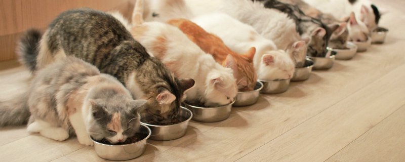 猫 人気