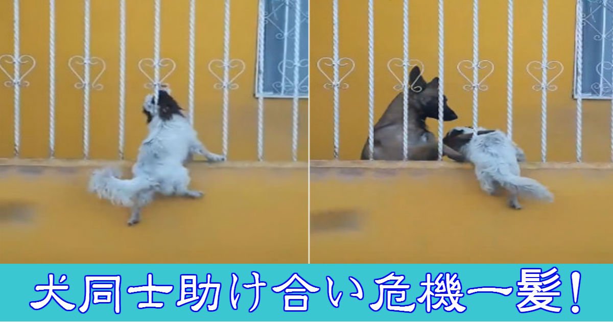 柵にはまってしまった犬を助けたのは 犬だった 犬同士の友情が泣ける Hachibachi