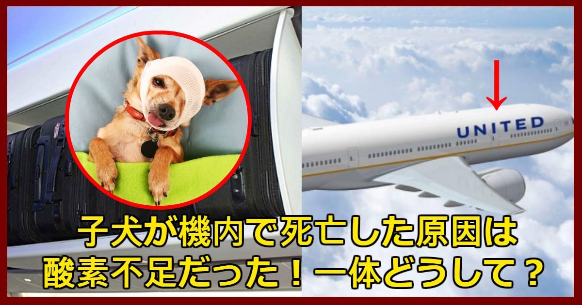 dog 2.jpg?resize=412,275 - ユナイテッド航空機内で子犬を頭上に収納して死亡した事件