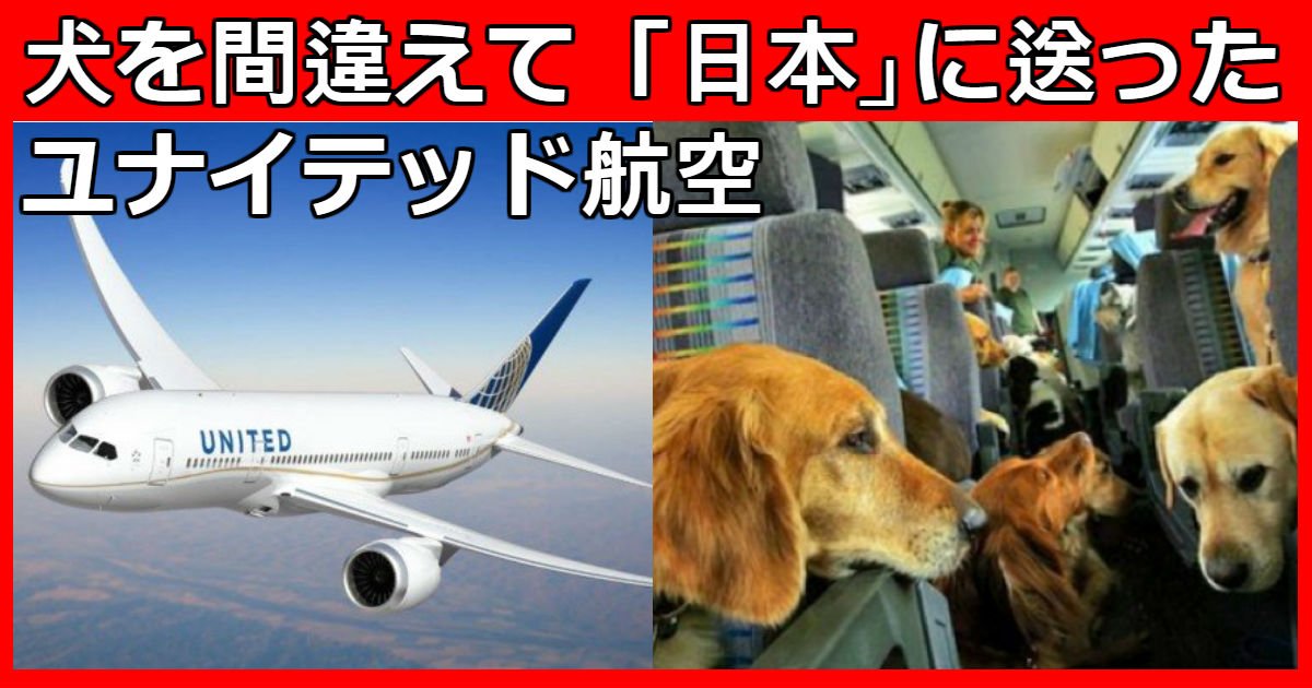 アメリカに送るはずだったペットを 日本 に送ったユナイテッド航空 Hachibachi