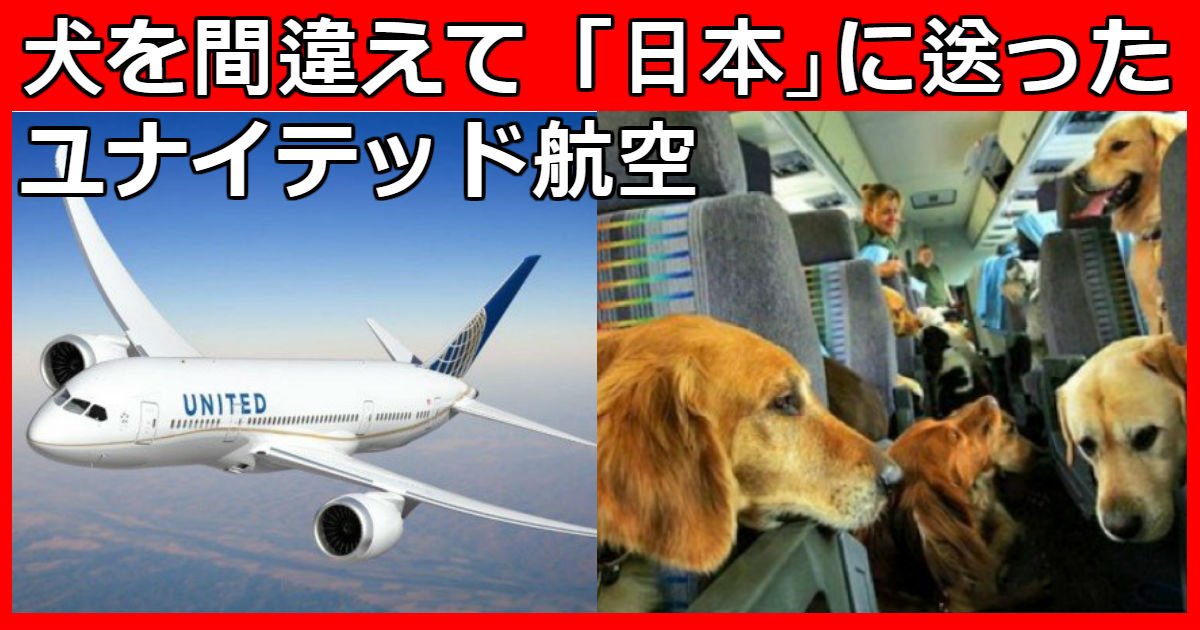 dog 3.jpg?resize=412,232 - アメリカに送るはずだったペットを「日本」に送ったユナイテッド航空