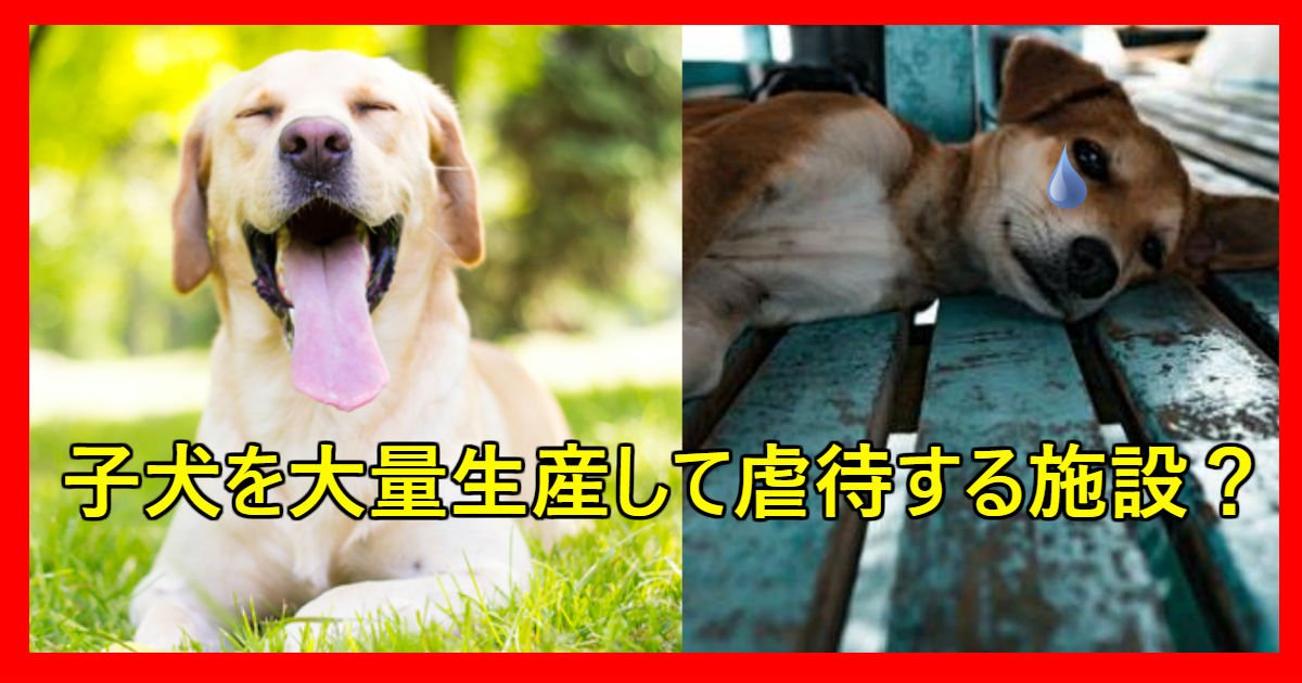 400匹を飼っている「子犬工場」が虐待の疑い？！ Hachibachi