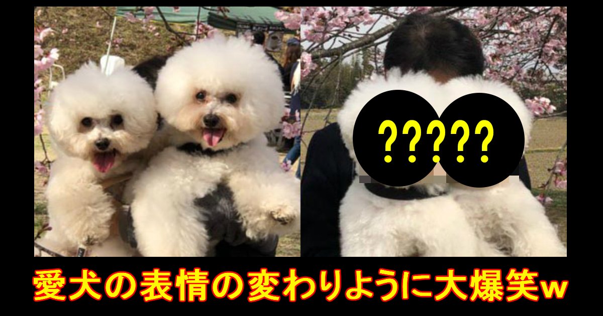 doggo.jpg?resize=412,275 - 母親・父親に対して差がありすぎる愛犬の表情に爆笑！