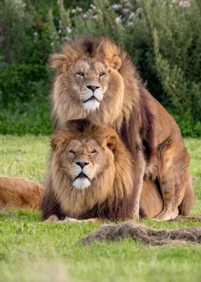 Deux Lions Males Sont Clairement Plus Que Des Amis Vonjour