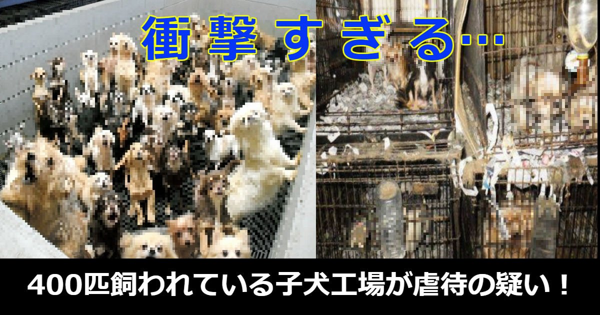 inu.jpg?resize=412,275 - 衝撃！400匹飼われている子犬工場がまるですし詰め状態…虐待の疑いで摘発される