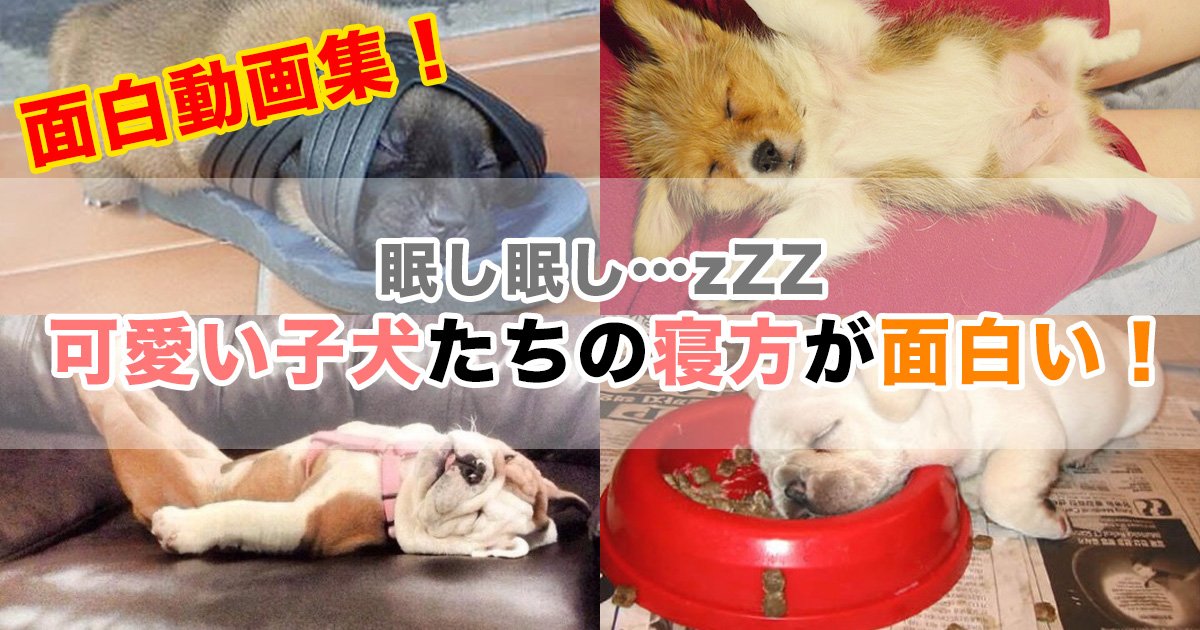 面白動画集 眠し眠し Zzz 可愛い子犬たちの寝方が面白い Hachibachi