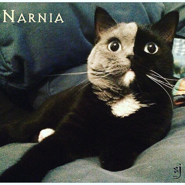 narnia7.jpg?resize=412,232 - O gatinho mais lindo do mundo: conheça Narnia, um felino nascido com ‘duas caras’