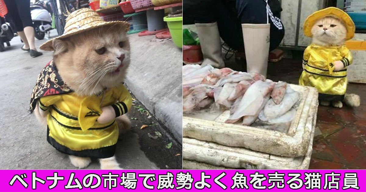 neko.jpg?resize=412,275 - ベトナムで大人気！市場で魚を売る猫が実在した件