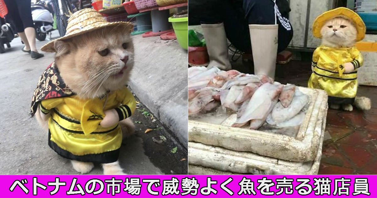 neko.jpg?resize=412,232 - ベトナムで大人気！市場で魚を売る猫が実在した件