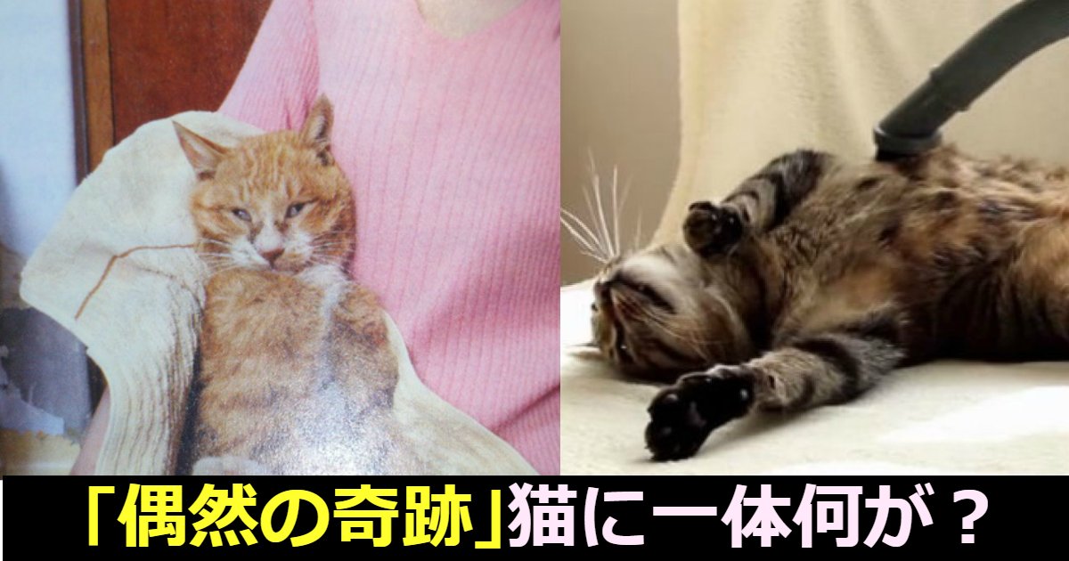 neko.png?resize=412,275 - 家出した猫が5年後に隣の家で見つかった件、そんなことあるの？