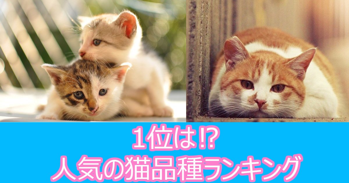 可愛い 日本で人気の猫品種ランキング Hachibachi