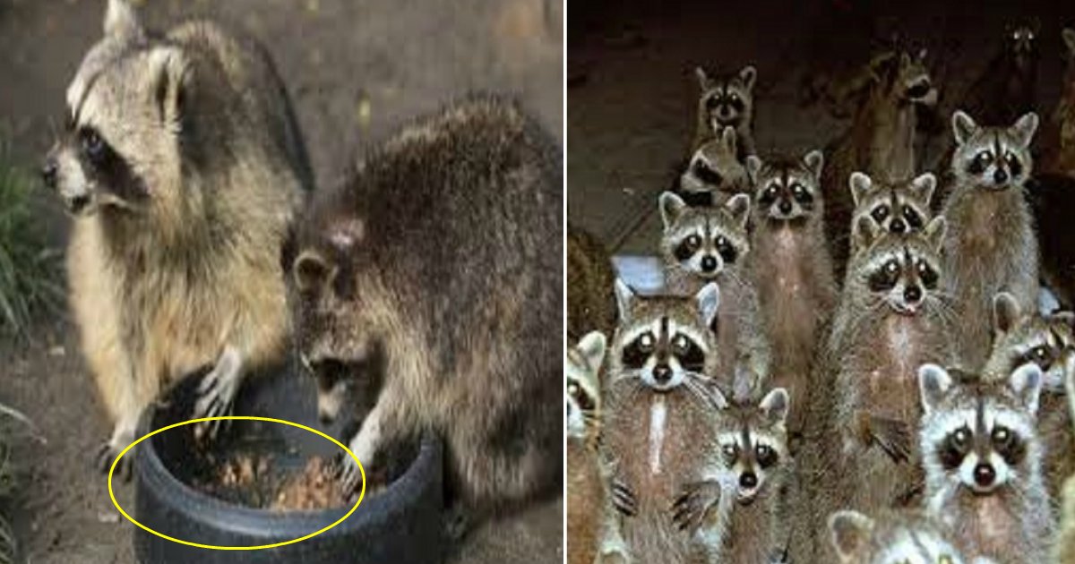 raccoons featured.png?resize=1200,630 - Un homme décide de nourrir un raton laveur affamé. Plus tard il découvre une étonnante surprise à sa porte.