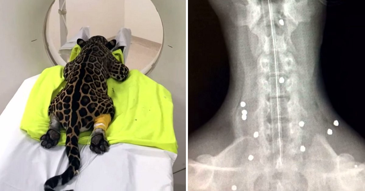 rerg.png?resize=1200,630 - Hikers Stumbled Upon Paralyzed Jaguar, Vets Checked Her X-Ray And Found 18 Bullets!
