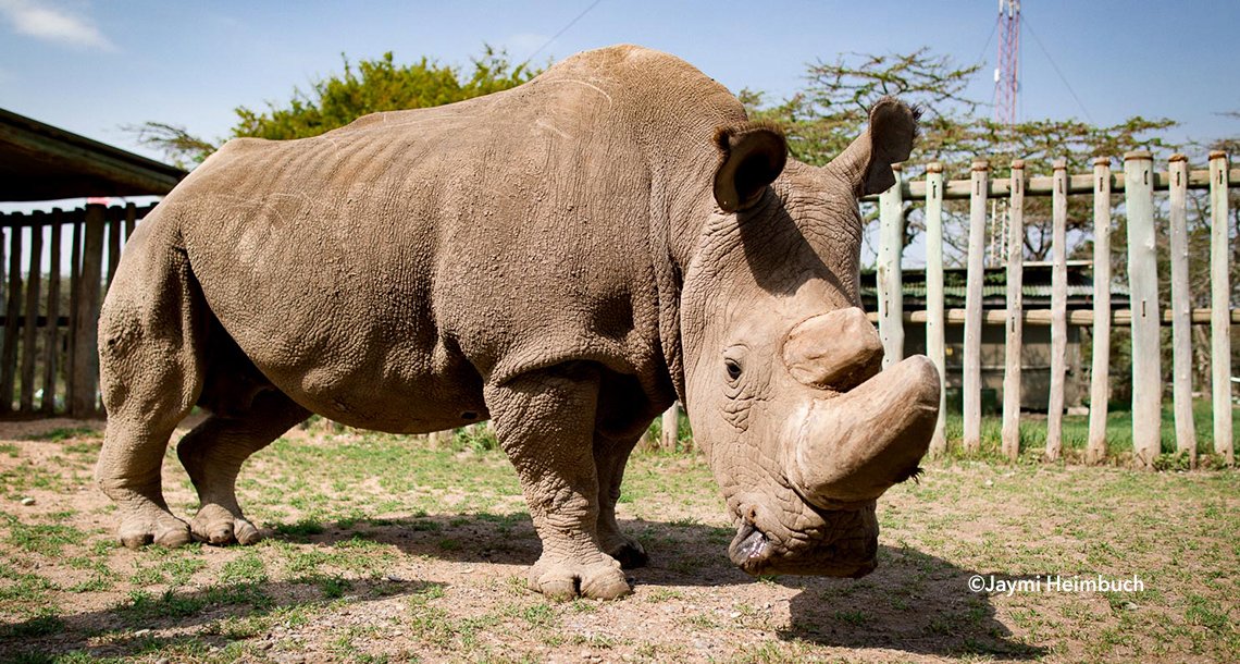 rinno.png?resize=412,232 - Murió Sudán, el último rinoceronte blanco macho que quedaba en el mundo