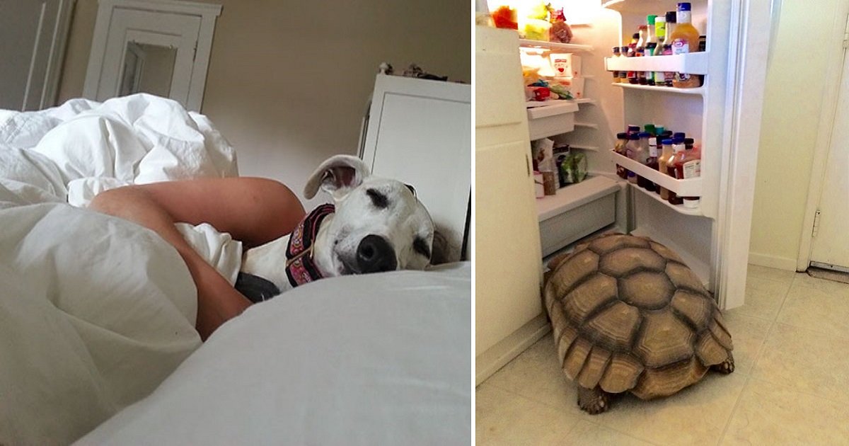 rk2.jpg?resize=412,275 - 20 Hilarious “I Woke Up To This” Moments Ever Happened To Pet Owners