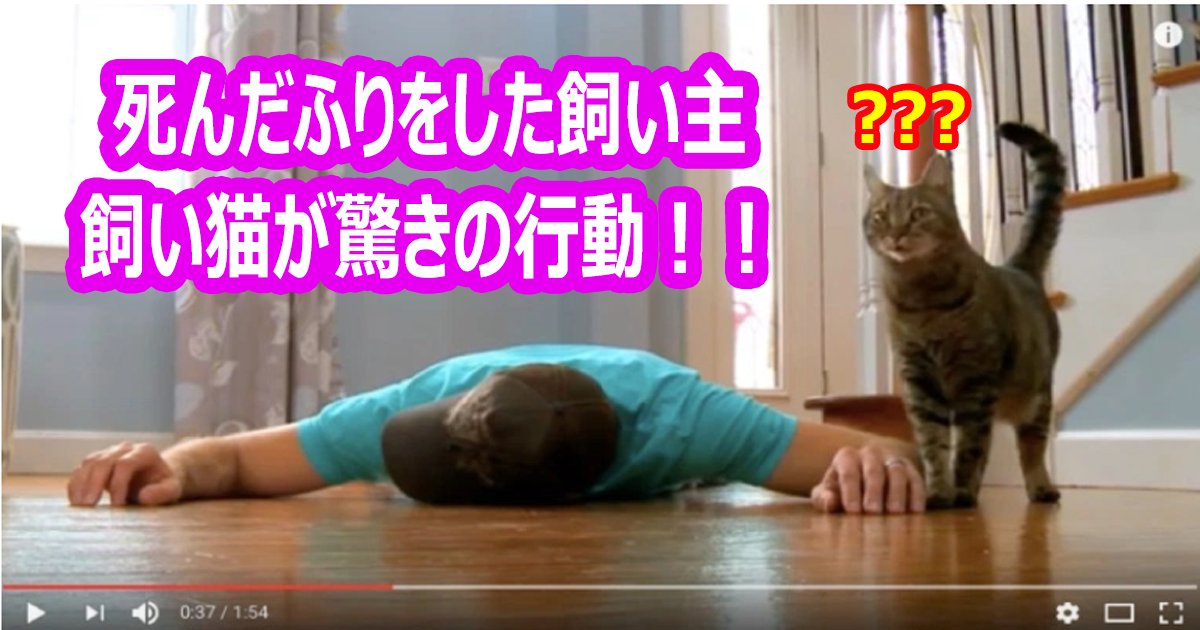 sindahuri neko th.png?resize=412,232 - 飼い猫の前で死んだふりをした男性、その瞬間猫が驚きの行動に！