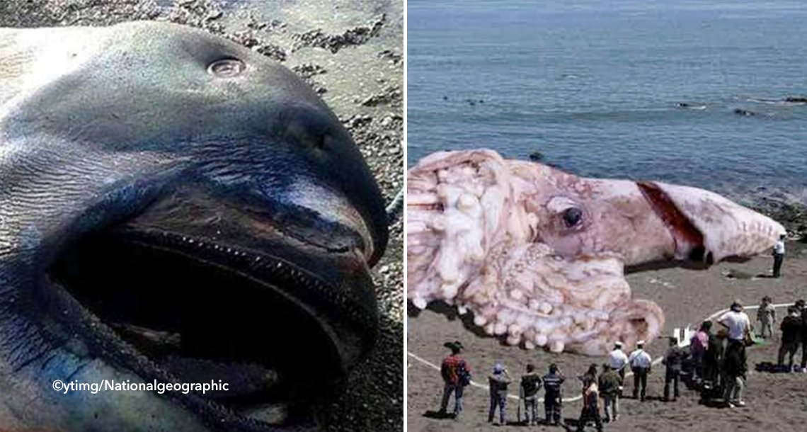 template coverbichos.png?resize=1200,630 - 12 cosas extrañas y criaturas monstruosas que aparecieron encalladas en las playas