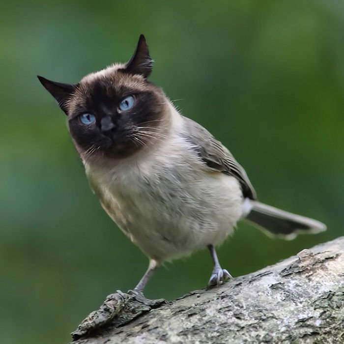 the internet has transformed felines and birds into hybrid animals 59b9d60d65690  700.jpg?resize=412,275 - 26 montagens que misturam gatos com pássaros - o resultado é simplesmente demais