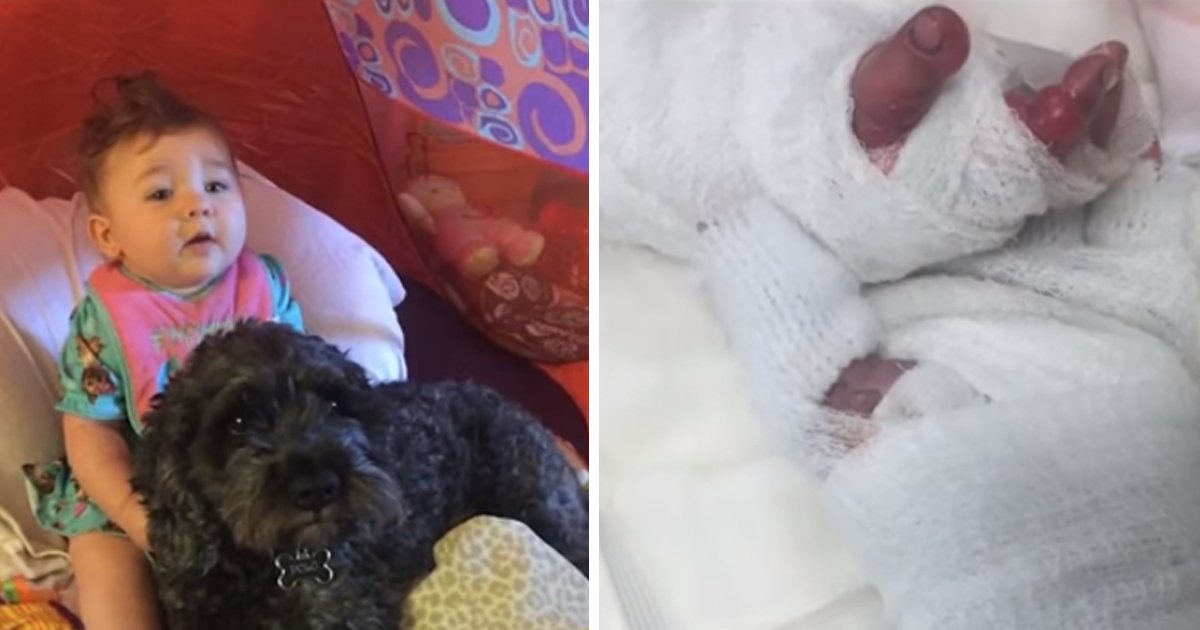 thumbnail5godadadrui.png?resize=1200,630 - Cãozinho acaba morrendo ao proteger um bebê de 8 meses de um terrível incêndio
