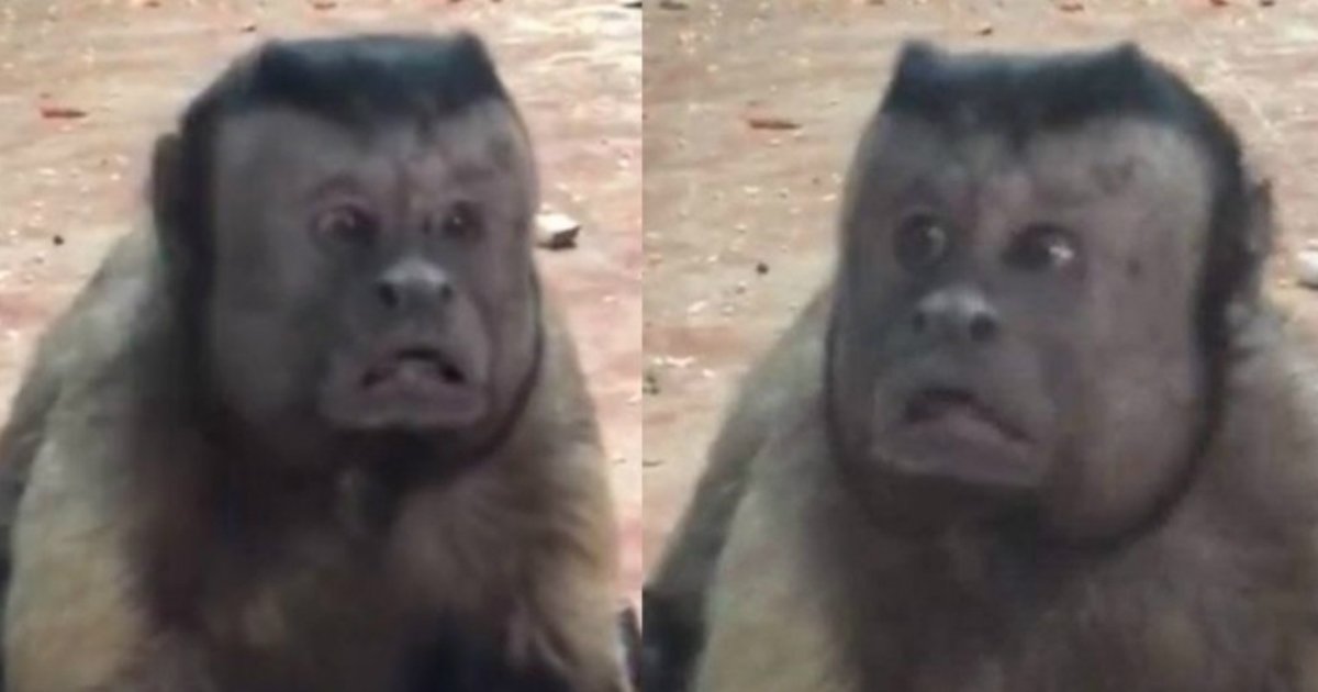 1 492 3.jpg?resize=1200,630 - 중국에서 800만 뷰가 넘은 사람 표정을 닮아 화제가 된 원숭이 (영상)