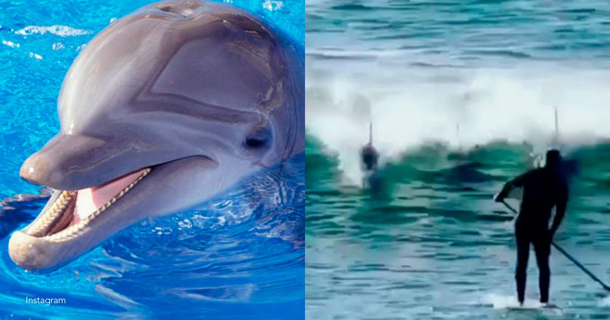 1 dofo.png?resize=1200,630 - Un delfín atacó a un surfista y quedó todo registrado en un divertido video