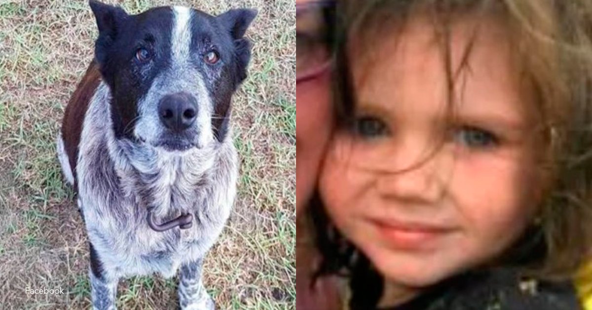 1 perro.png?resize=412,275 - Este perro, aunque es ciego y sordo, logró rescatar a una niña perdida de tres años