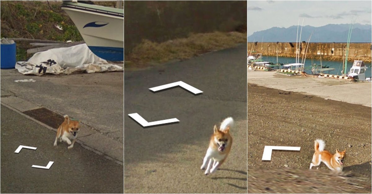 好奇心満々でgoogleストリートビューの撮影者の後を追うワンちゃん Hachibachi 好奇心満々でgoogleストリートビューの撮影者の後を追うワンちゃん Hachibachi