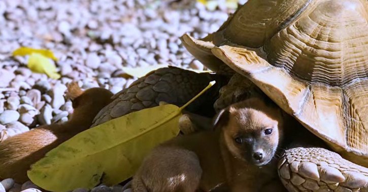 31 5.jpg?resize=412,232 - Tartaruga de 40 kgs e três cachorros são adotados e viram família!