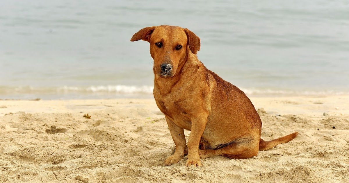 328453 2560x1600.jpg?resize=412,275 - Floripa pode ser primeira cidade brasileira a ter praia para cachorros