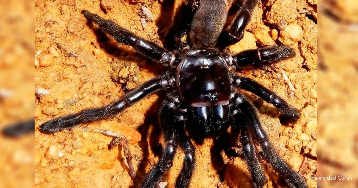 9 arana.png?resize=412,275 - A sus 43 años muere "Número 16", la araña más vieja del mundo