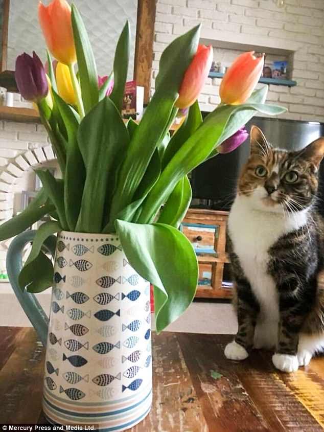 Cat lover Juliet Chidlow, from Gorleston in Norfolklover posed her pet up next to a bunch of tulips for a perfect picture - only for the flowers to kill it less than 24 hours later.Â Unaware the tulips are poisonous to cats, they were left out on the table top