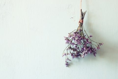 初心者でも大丈夫 ドライフラワーに向いているお花はコレ Hachibachi 初心者でも大丈夫 ドライフラワーに向いているお花はコレ Hachibachi