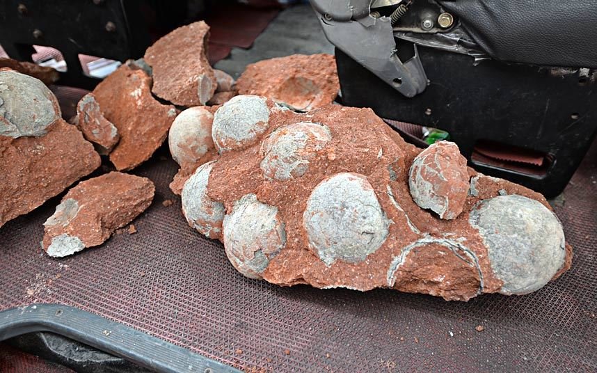 Résultat d'image pour 43 oeufs de dinosaures découverts par des ouvriers du bâtiment dans une ville chinoise