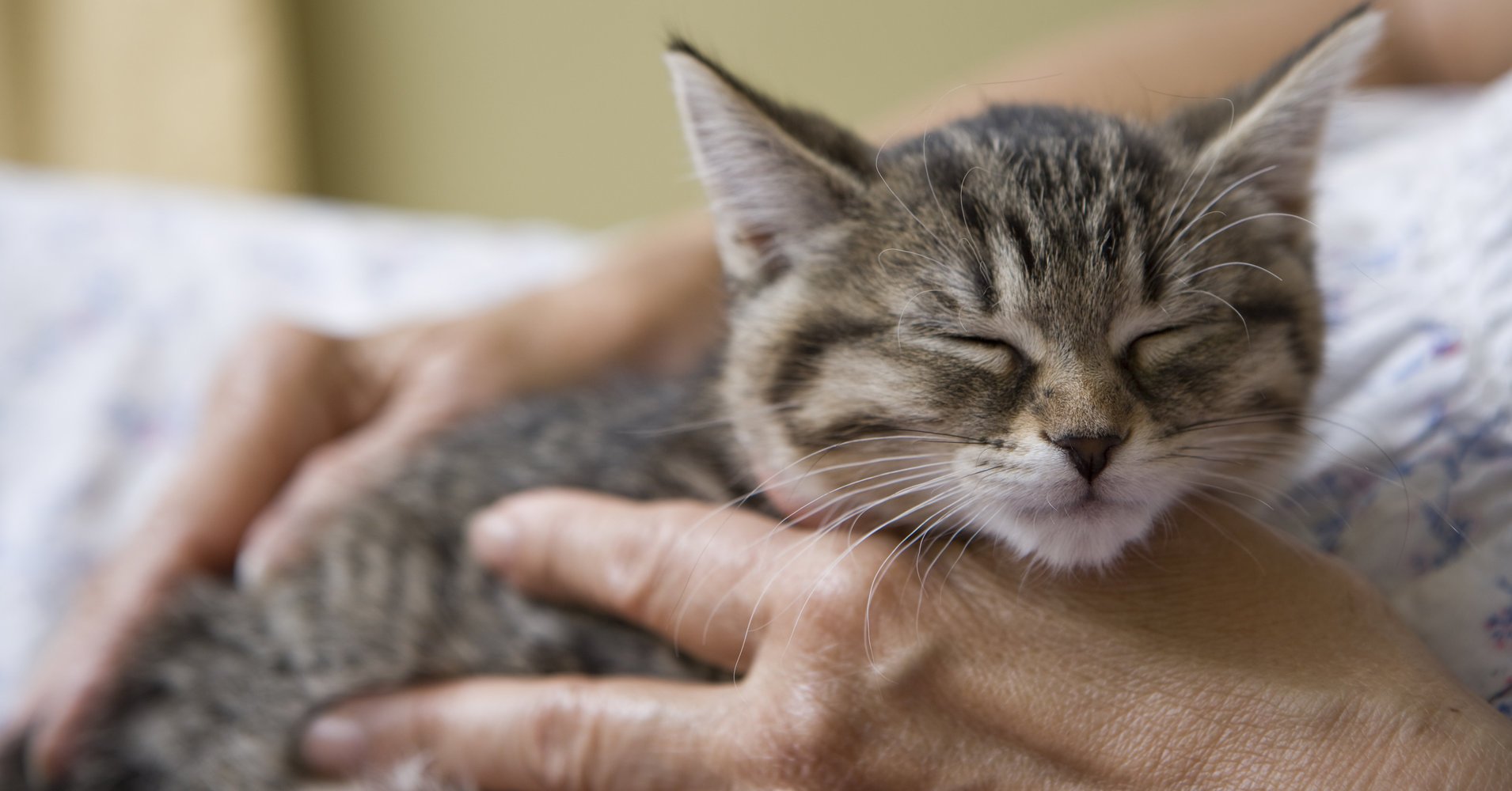 a.jpeg?resize=1200,630 - Une clinique vétérinaire irlandaise a mis une offre d'emploi pour la profession de 'câlineur de chat'